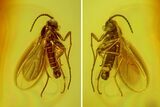 Fossil Fungus Gnat (Sciaridae) & Wasp (Hymenoptera) In Baltic Amber #170100-1
